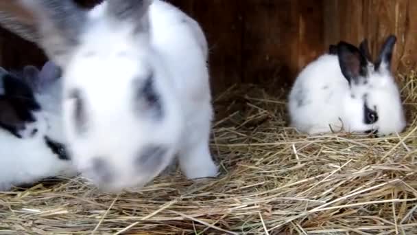 Rabbits in the rabbit hutch — Stock Video