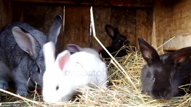 Lapins dans la cabane à lapins 