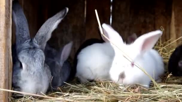 Kaniner i kaninbur — Stockvideo