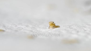 Larva blowflies