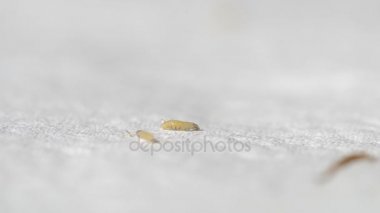 Larva blowflies