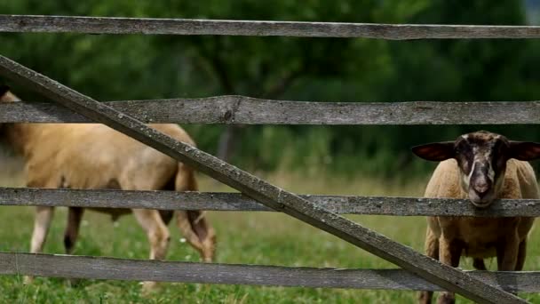 Sheep in the corral — Stock Video