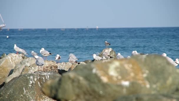 Gabbiano sulla riva del mare — Video Stock