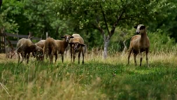 Овцы в загоне — стоковое видео