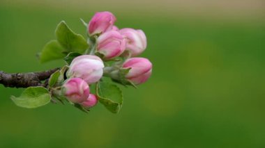 Baharda çiçek açan elma ağacı