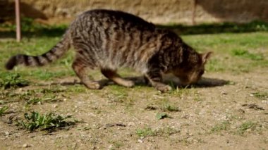 Bahçedeki kedi