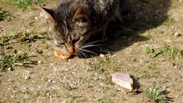 Cat eats meat — Stock Video