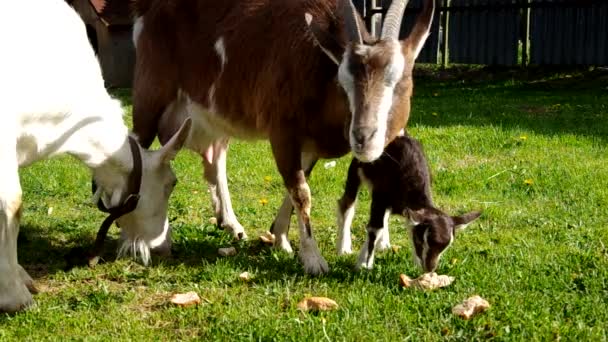 Cabras en el patio — Vídeos de Stock