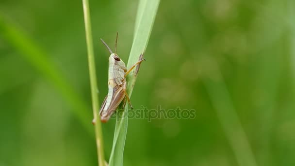 Saltamontes en la hierba verde — Vídeos de Stock