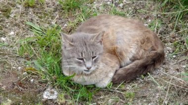 Sokak kedisi dinlenme