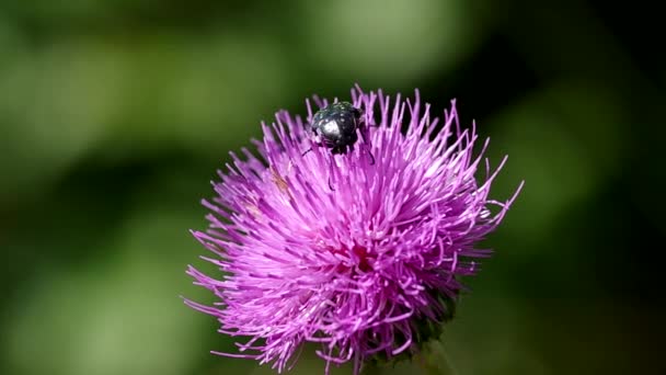 Escarabajo en flor de cardo — Vídeos de Stock