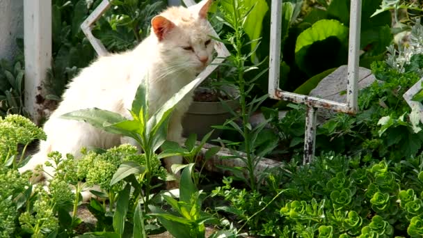 Cat ljus färg på staketet — Stockvideo