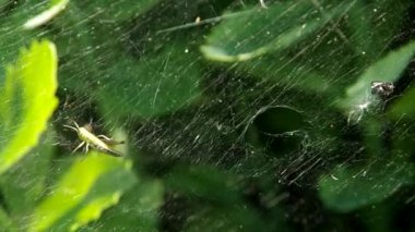 Örümcek ağı ve örümcek Grasshoppers