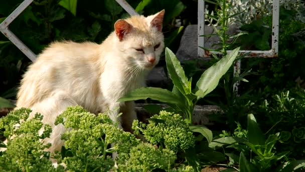 Cor clara do gato na cerca — Vídeo de Stock