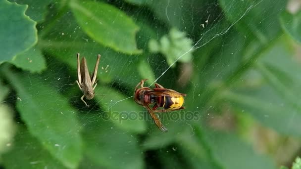 Hornet and grasshoppers in spider web — Stock Video