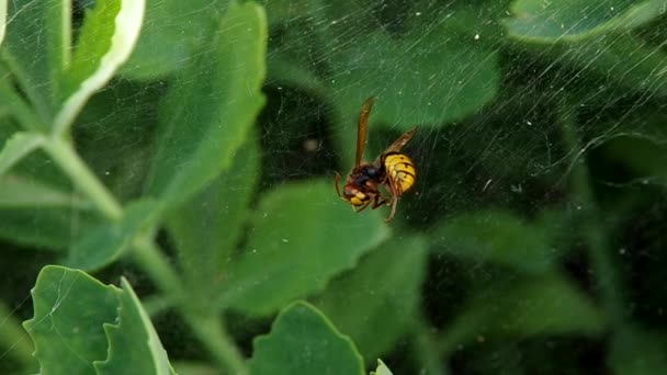 Hornissen im Spinnennetz — Stockvideo