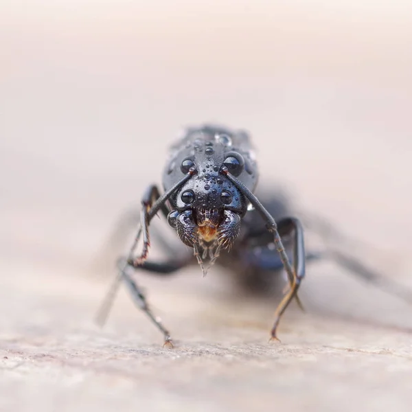 Black ant on wood — Stock Photo, Image