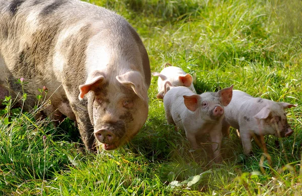 Het varken met jonge biggen — Stockfoto