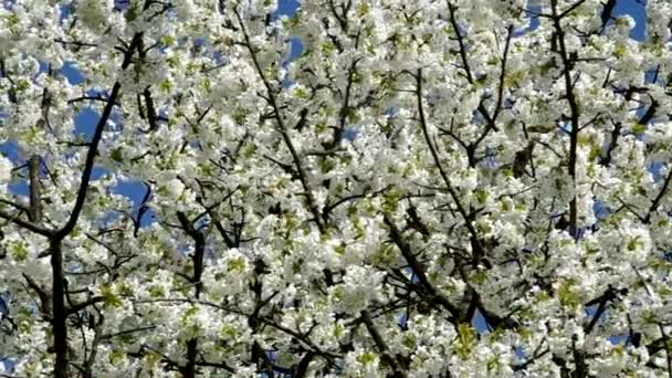 Blossoming cherry tree — Stock Video