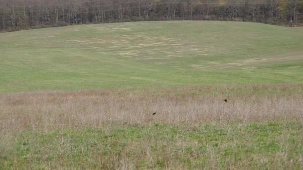 Troupeau d'oiseaux dans le champ — Video