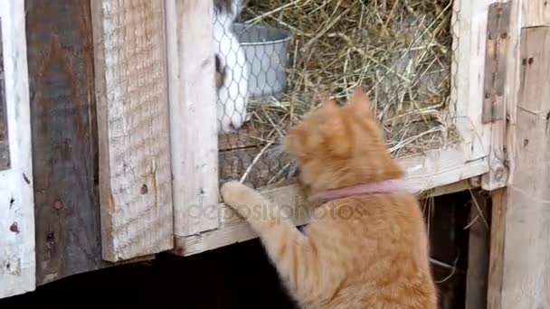 Кіт і кролик в клітці — стокове відео