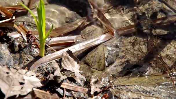 Rana común en el río — Vídeos de Stock