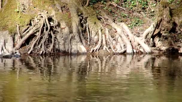 Raíces de árboles sobre la superficie del río — Vídeos de Stock