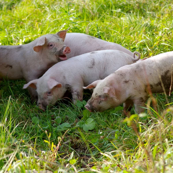 4 つの小さな子豚 — ストック写真