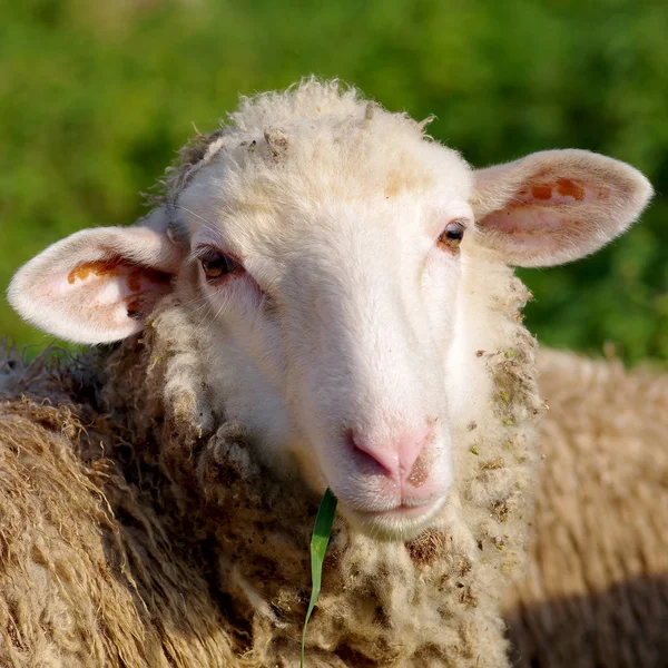 Schafe fressen Gras — Stockfoto