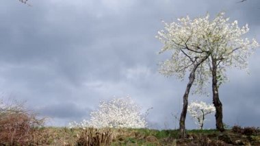 kiraz çiçek ağaç