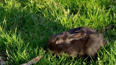Siyah tavşan çim üzerinde