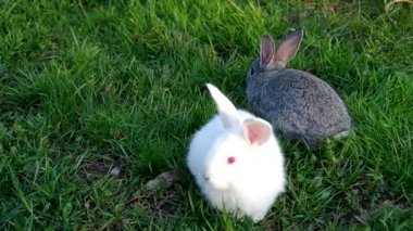 White and gray rabbit on the grass
