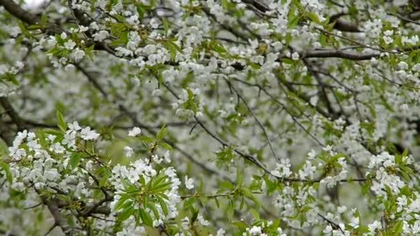 Albero ciliegio fiorito — Video Stock