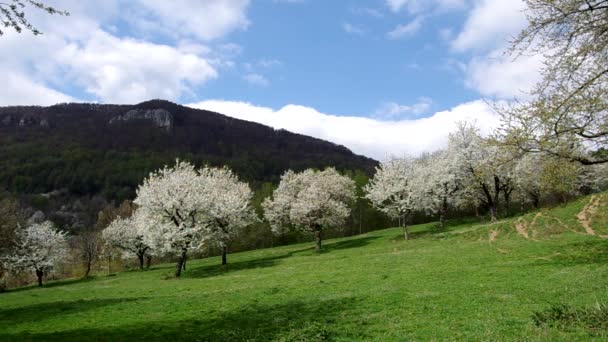 Albero ciliegio fiorito — Video Stock
