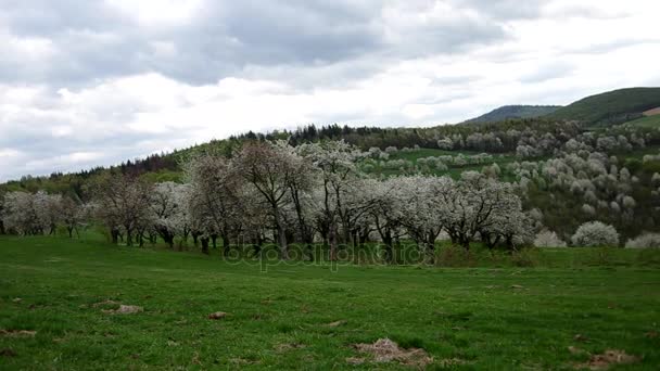 Pomar de cereja florido — Vídeo de Stock