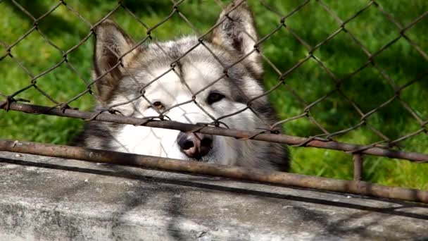 Alaskan Malamute derrière la clôture — Video