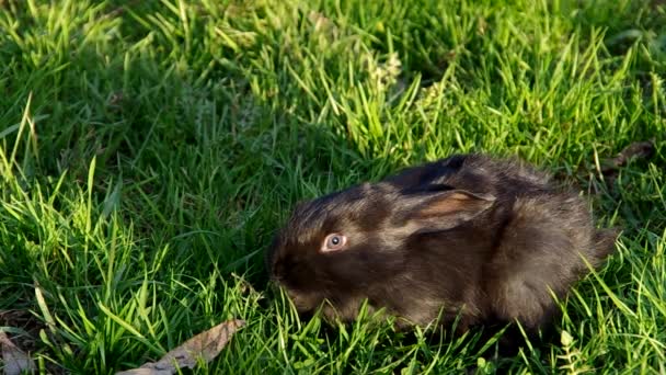 Conejo negro en la hierba — Vídeo de stock