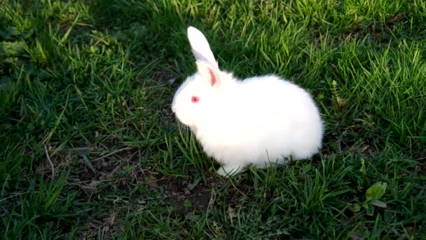 Белый кролик на траве — стоковое видео