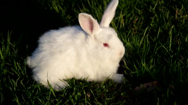 White and black rabbit on the grass — Stock Video
