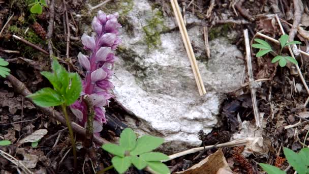 Flores púrpuras creciendo en el bosque — Vídeos de Stock