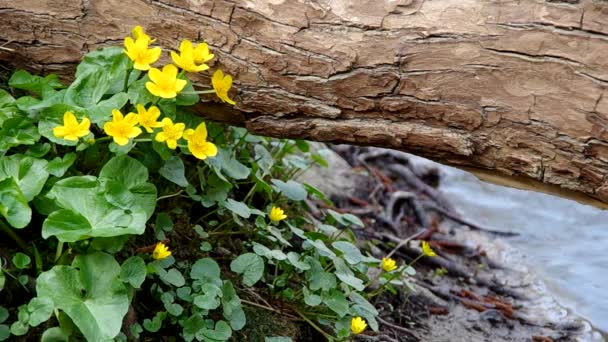 Звичайний метелик (Ranunculus acris) квіти — стокове відео