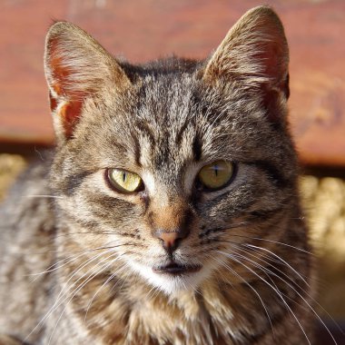 Bir kedinin portresi