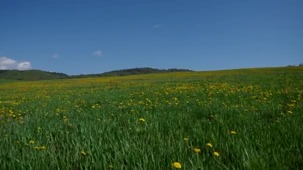 Луг повний квітучих кульбаб — стокове відео