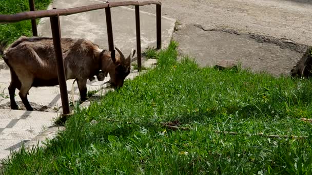 La chèvre mange de l'herbe 
