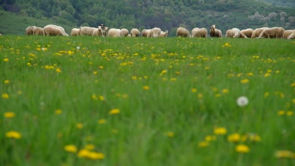 Πρόβατα που βόσκουν σε ένα λιβάδι — Αρχείο Βίντεο
