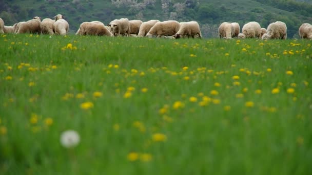 Les moutons paissent dans une prairie — Video