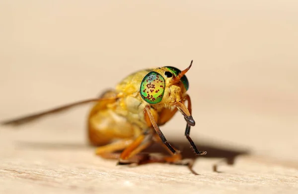 Macro de moscas amarelas — Fotografia de Stock