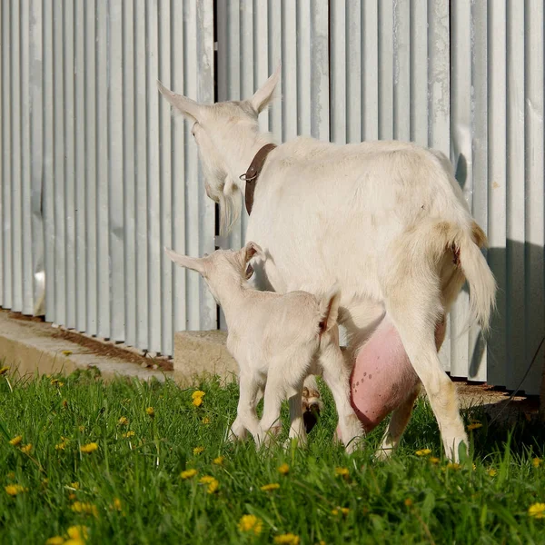 Mãe de cabra e cabra pequena — Fotografia de Stock