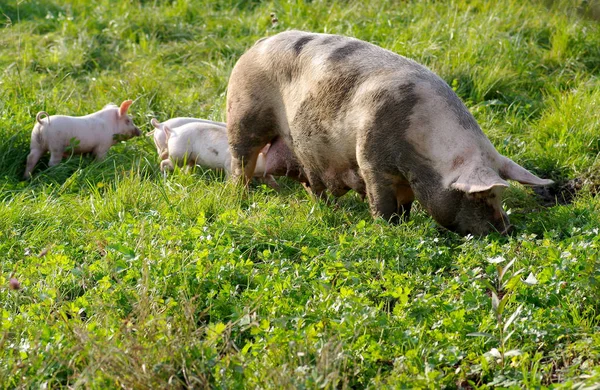 Het varken met jonge biggen — Stockfoto