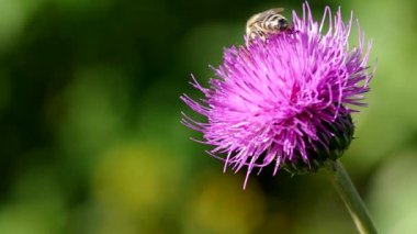 Çiçek açan thistle arıya